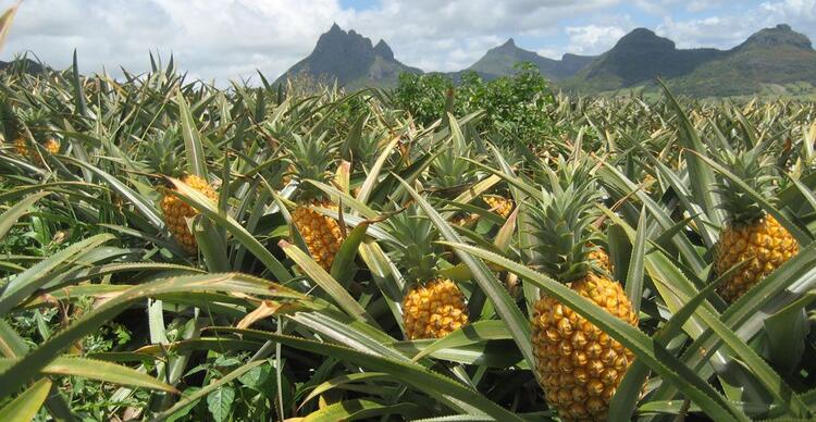 Pine Apple